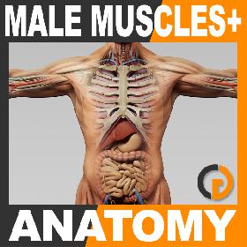 Human Male Anatomy - Body, Muscles, Skeleton and Internal Organs